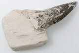 Polycotylid Plesiosaur Tooth - Asfla, Morocco #196703-1
